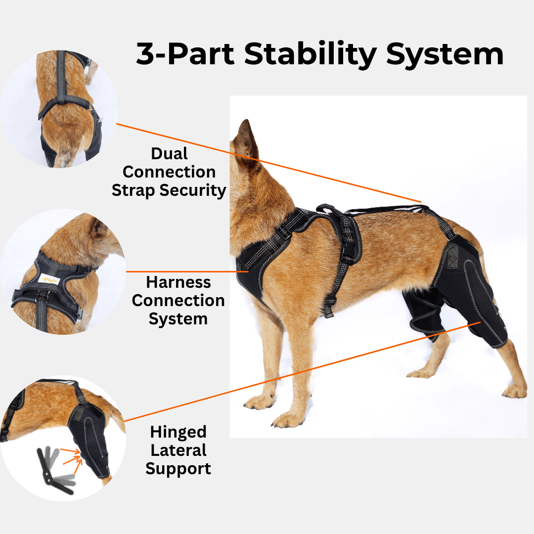 Dual-Leg Hinged Knee Support Harness for Dogs