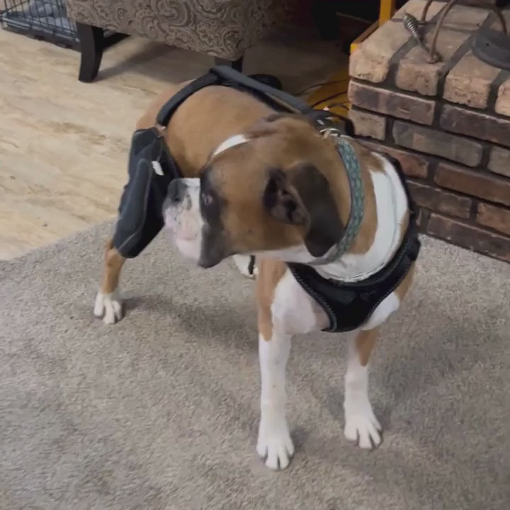 Dual-Leg Hinged Knee Support Harness for Dogs